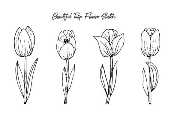 Download Aesthetic Handrawn Spring Tulip Flowers - Spring Collection
